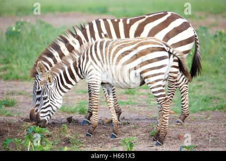 Wild neonato zebra visualizzati in Safari Masai Mara, Kenya. Foto Stock