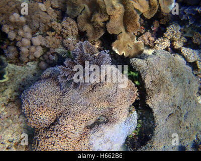 Un colorato gorgonia coral, Indonesia Foto Stock