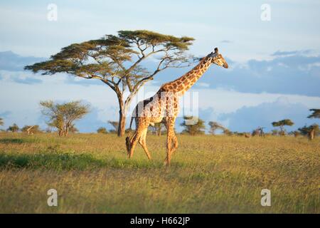Visualizzazione di una giraffa di selvatico su safari nel Serengeti National Park, Tanzania. Foto Stock