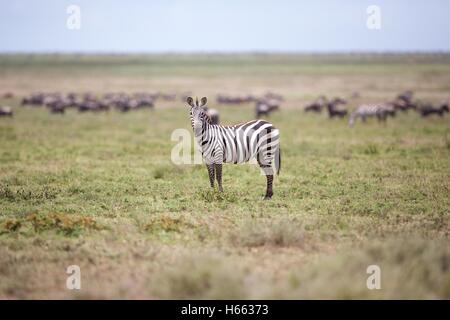 Su safari nel Serengeti National Park, Tanzania. Foto Stock