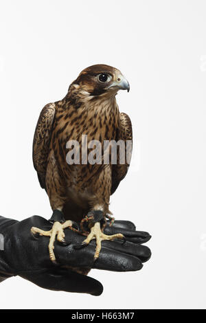 Falcon su sfondo bianco Foto Stock