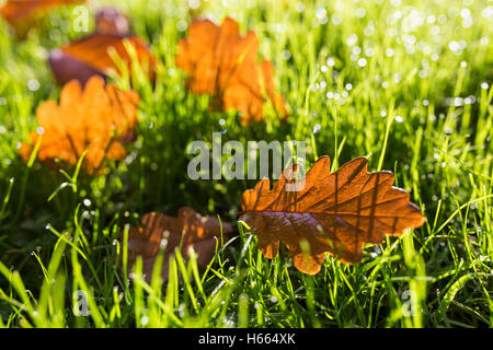Foglie di autunno sul prato di sunrise. Foto Stock