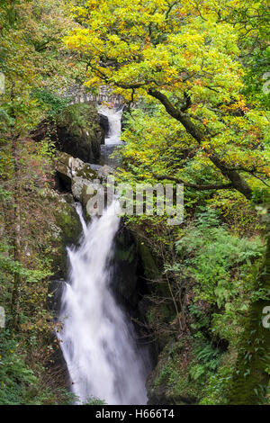 Aira Force cascata con colori autunnali, vicino a Ullswater, Lake District, Cumbria Regno Unito Foto Stock
