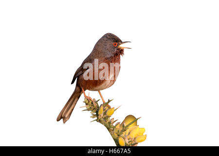 Dartford trillo, Sylvia undata, singolo uccello su ginestre, Dorset Foto Stock