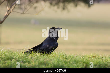 Corvo comune Foto Stock