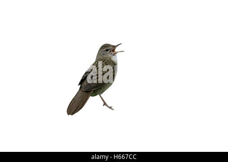 Grasshopper trillo, Locustella naevia, singolo uccello cantare sul bracken fern, Galles Foto Stock