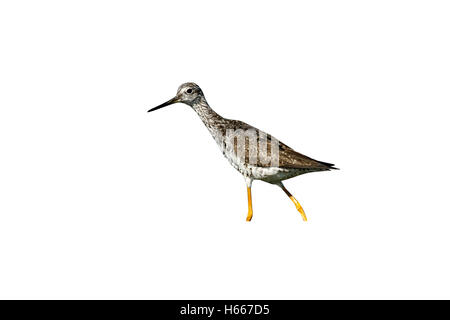 Maggiore, yellowlegs Tringa melanoleuca, singolo uccello camminare in acqua poco profonda, New York, USA, Agosto 2008 Foto Stock