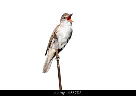 Grande-reed trillo, Acrocephalus arundinaceus, singolo uccello sul canto reed, Bulgaria, Giugno 2012 Foto Stock