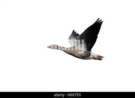 Oca Graylag, Anser anser, singolo uccello in volo, Gloucestershire, Regno Unito Foto Stock