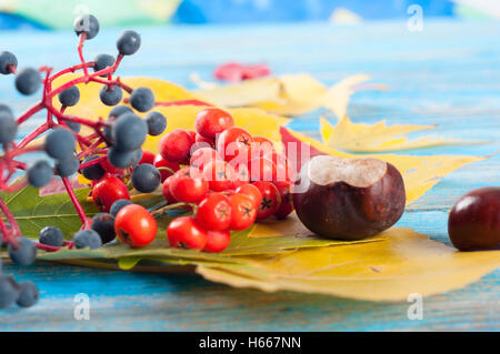 Autunno ancora in vita con frutti di bosco, giallo foglie di acero e castagne su uno sfondo di legno. Foto Stock