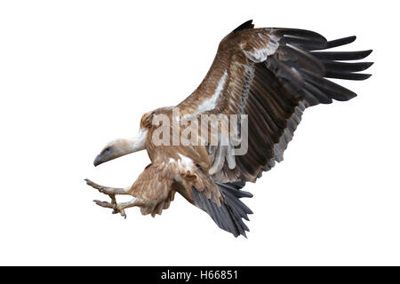 Eurasian grifone, Gyps fulvus, volo, in Spagna, in inverno Foto Stock