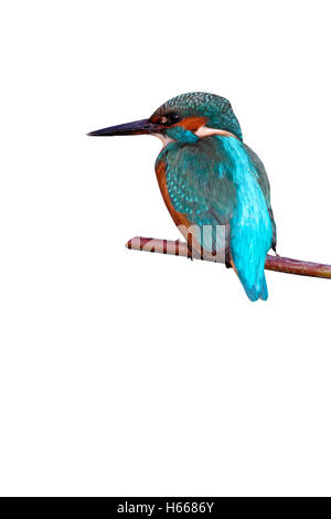 Kingfisher, Alcedo atthis, sul ramo di quercia, Worcestershire, Ott 2009 Foto Stock