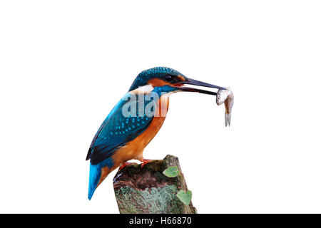 Kingfisher, Alcedo atthis, sul post con pesce, Worcestershire, Ott 2009 Foto Stock