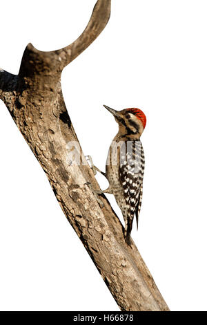 Scala-backed picchio, Picoides scalaris, Arizona, Stati Uniti d'America, inverno Foto Stock