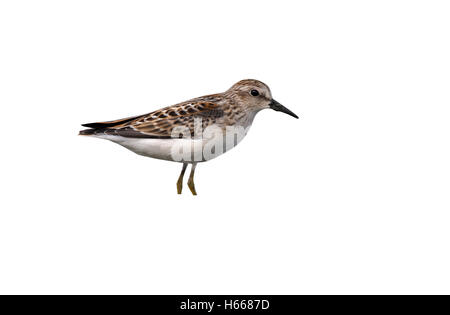 Almeno il sandpiper, Calidris minutilla, singolo uccello in piedi in acqua poco profonda ,New York, Stati Uniti d'america, estate, Foto Stock