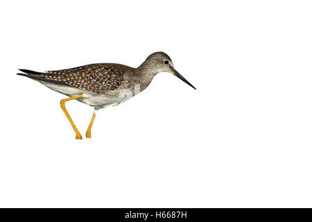 Tringa flavipes, Tringa flavipes, singolo uccello in piedi in acqua poco profonda, New York, Stati Uniti d'America Foto Stock