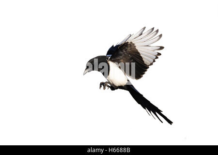 Gazza, Pica pica, singolo uccello in volo, Warwickshire, Gennaio 2012 Foto Stock