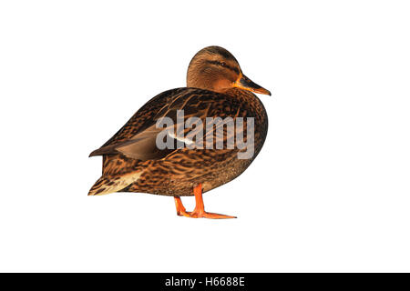 Il Germano Reale, Anas platyrhynchos, un unica donna in piedi sul ghiaccio da acqua, Dumfries Scozia, inverno 2009 Foto Stock