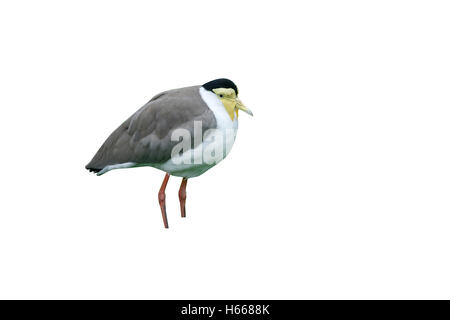 Plover mascherato o pavoncella, Vanellus miles, nativo di Australia Foto Stock