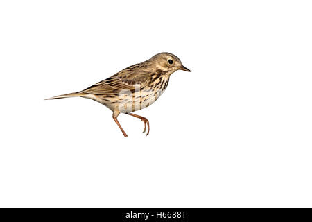 Prato, pipit Anthus pratensis, North Yorkshire, molla Foto Stock