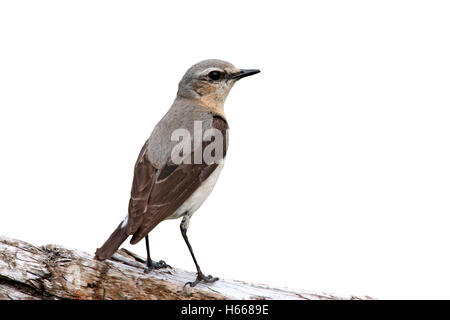 Culbianco, Oenanthe oenanthe, femmina, Scozia, estate Foto Stock