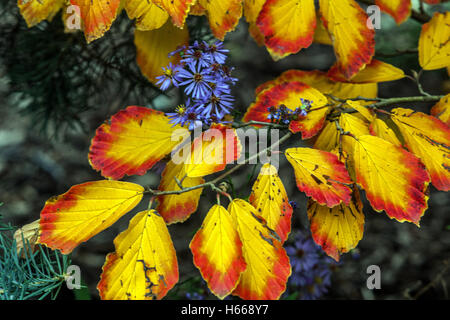 Witch-nocciola autunno albero Hamamelis x intermedia, Witch nocciola autunno foglie Foto Stock