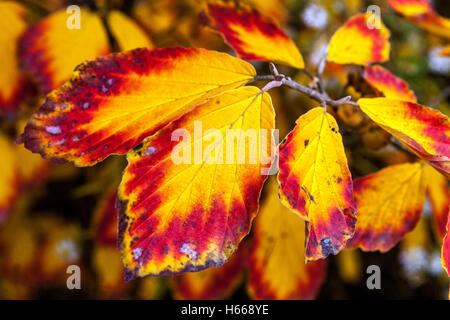 Strega nocciola foglie Hamamelis x intermedia 'Arnold Promise' mostra autunno foglie giardino strega nocciola foglie autunno Hamamelis 'Arnold Promise' Foto Stock