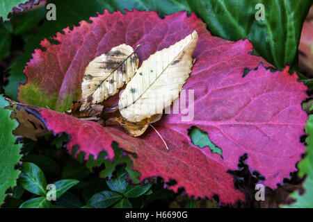 Bergenia cordifolia, foglie di autunno autunno colori Foto Stock