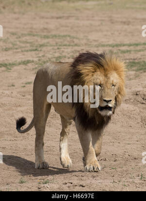 Maschio solitario maned grande leone africano a piedi Panthera leo Masai Mara Kenya Foto Stock