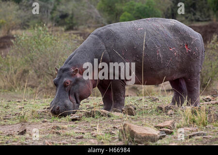 Un ippopotamo pascolare sulle rive del fiume di Mara Masai Mara Kenya Foto Stock