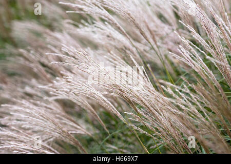 Miscanthus erba in Aurumn. Foto Stock