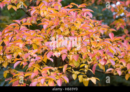 Stewartia pseudocamellia. Foglie di autunno del deciduo camellia. Foto Stock