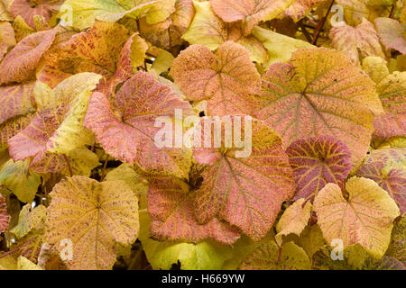 Vitis vinifera le foglie in autunno. Foto Stock