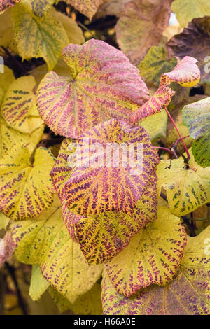 Vitis vinifera le foglie in autunno. Foto Stock