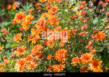 Crisanthemum Mandarine, arancio, fiori d'autunno Giardino, confine, letto, Astro colorato e fiorito Foto Stock