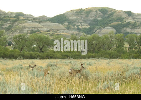 Una piccola mandria di Mule Deer in un campo all'alba. Foto Stock