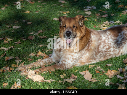 Un vecchio cane sdraiati sull'erba. Foto Stock