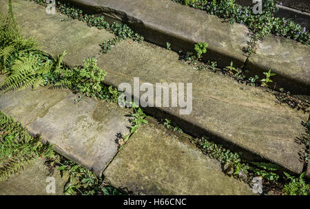 Gradini in pietra ricoperta da erbacce. Foto Stock