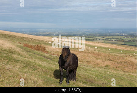 Dartmoor Pony (Equus caballus ferus) pascolano sulla collina Cosdon nel Parco Nazionale di Dartmoor nel Devon, Inghilterra, Regno Unito Foto Stock