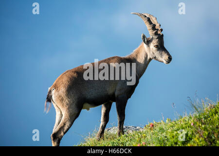 Ibex maschio della Valle di Chamonix, Haute Savoie, sulle Alpi francesi, Francia. Foto Stock