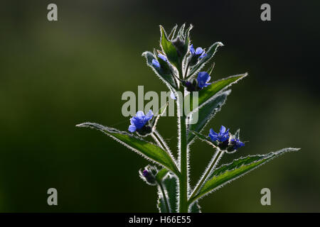 Alcanna verde Foto Stock