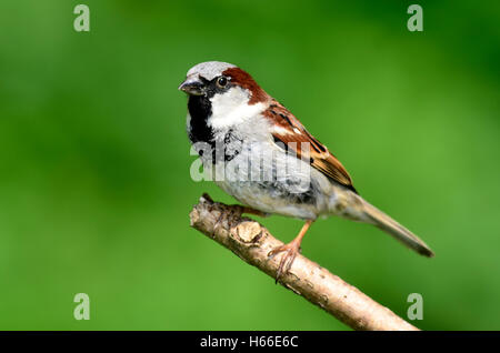 passero domestico Foto Stock