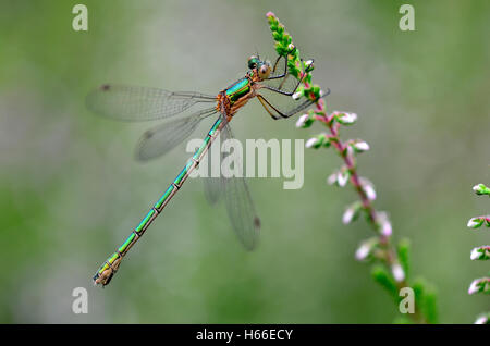 Femmina damselfly smeraldo Foto Stock