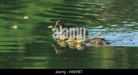 Germano Reale femmina con pulcini,Anas platyrhynchos Foto Stock