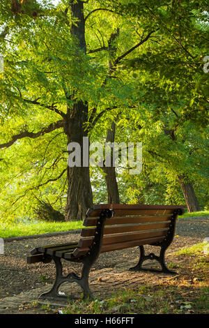 In autunno la mattina in Park Staromiejski (Old Town Park), di Wroclaw, Polonia. Foto Stock