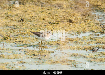 Un solitario sandpiper, Tringa solitaria, rovistando in corrispondenza del bordo di uno stagno in primavera nel foro di Lois Parco Provinciale. Foto Stock