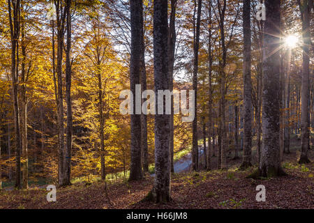 Retroilluminazione in faggeta Fagus sylvatica. Altopiano del Cansiglio. Prealpi Venete. Italia. Europa. Foto Stock