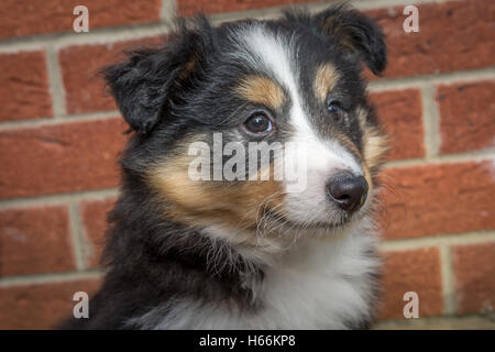 Shetland Sheepdog cucciolo Foto Stock