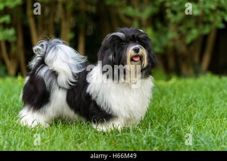 Piccolo felice in bianco e nero havanese cucciolo di cane è in piedi in erba Foto Stock