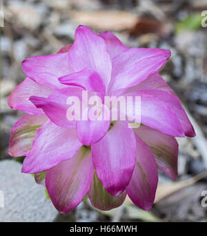 Spettacolare rosa luminoso fiore di Curcuma specie ornamentali contro di zenzero grigio chiaro a sfondo marrone Foto Stock